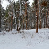 В зимнем лесу под Смоленском. :: Милешкин Владимир Алексеевич 