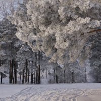 Зимний лес :: Наталия Григорьева