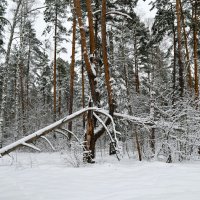 В зимнем лесу (репортаж из поездок по области). :: Милешкин Владимир Алексеевич 