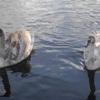 Молодые лебеди :: Рита Симонова