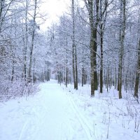 Дорога в зимнем парке :: Танзиля Завьялова