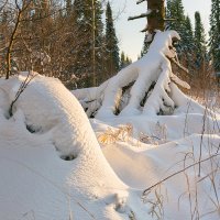 Тайга под снегом :: Сергей Винтовкин