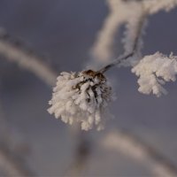 Зимний цветок на Новый год :: Наталия Григорьева