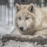гудзонский волк :: аркадий 