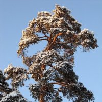 Сосна в снегу! :: Вера Щукина