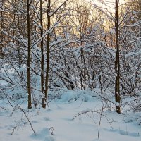 В зимнем лесу. :: VasiLina *