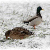 Эх ... :: Сеня Белгородский