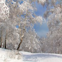 После снегопада :: владимир тимошенко 
