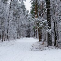 Красота зимнего леса (репортаж из поездок по области). :: Милешкин Владимир Алексеевич 