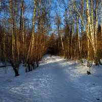 Новый год в Лосином острове :: Андрей Лукьянов