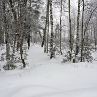 Меж берёз и сосен снегу навалило :: Валерий Иванович