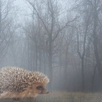 приключение ёжика в тумане. :: Андрюша Зорькин