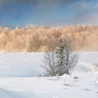 winter! :: Elena Wymann
