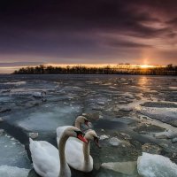 Лебеди на озере :: Саша Позитив
