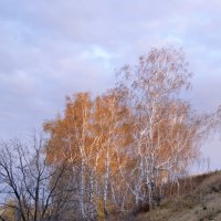 В осенних лучах заката. :: сергей 