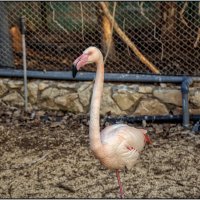 Хайфа Израиль север страны  Фламинго в зоопарке :: ujgcvbif 