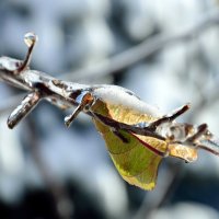 Ледяной дождь-02 :: Александр Стариков