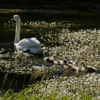 К большой воде :: Юрий. Шмаков