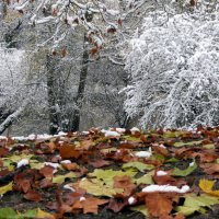 Зима пришла в наш город. :: "The Natural World" Александер