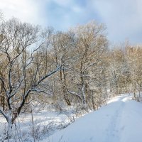 Деревья в снегу :: Ирина Полунина