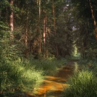 В летнем лесу :: Валерий Вождаев