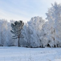 В серебре зимы :: Владимир Звягин