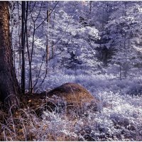 В инфракрасном лесу :: Валентин Котляров