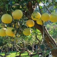 Грейпфрутовый сад :: Надя Кушнир
