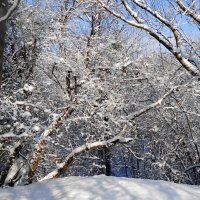 Снежный ноябрь :: Рита Симонова