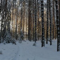Зимний лес :: Ольга 