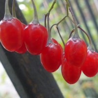 Наливные ягоды лианы :: Алла Яшникова