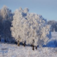 Белая берёза... :: Павел Трунцев