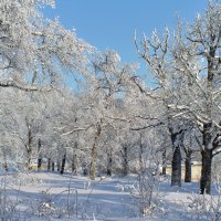 Зима в лесу. :: Анатолий Уткин