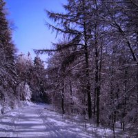 По лесной дороге :: Людмила Смородинская