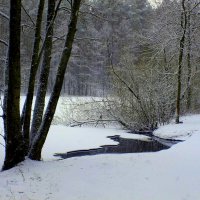 Зимний лес :: Юрий. Шмаков