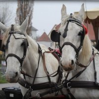 двойка :: Светлана Баталий