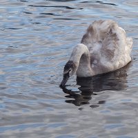 Молодой лебедь на озере :: Рита Симонова