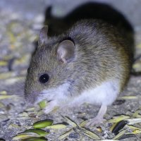 Мышка с тыквенным семечком :: Алла Яшникова