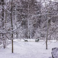 Диалог в парке. :: Петр Беляков