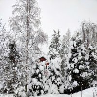 В плену снегов :: Ирина 
