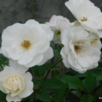 Белы розы. :: Валерьян Запорожченко