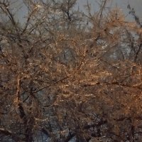 ледяной день :: Елена Шаламова
