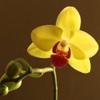 Орхидея зацвела. :: Нина Сироткина 