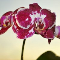 Орхидея :: Татьяна Лютаева