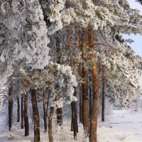 Зима в лесу :: Наталия Григорьева
