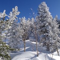 Снежный пейзаж :: Павел Трунцев
