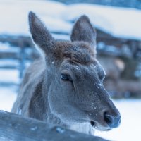 Оленёнок. :: Виктор Евстратов