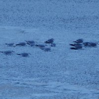 Чайки на замерзшей реке :: Рита Симонова