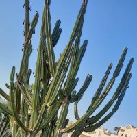 Египет. Кактус Echinocactus Grusonii (Эхинокактус Грузони) :: Елена Галата