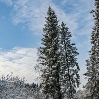 зимние елки :: petyxov петухов